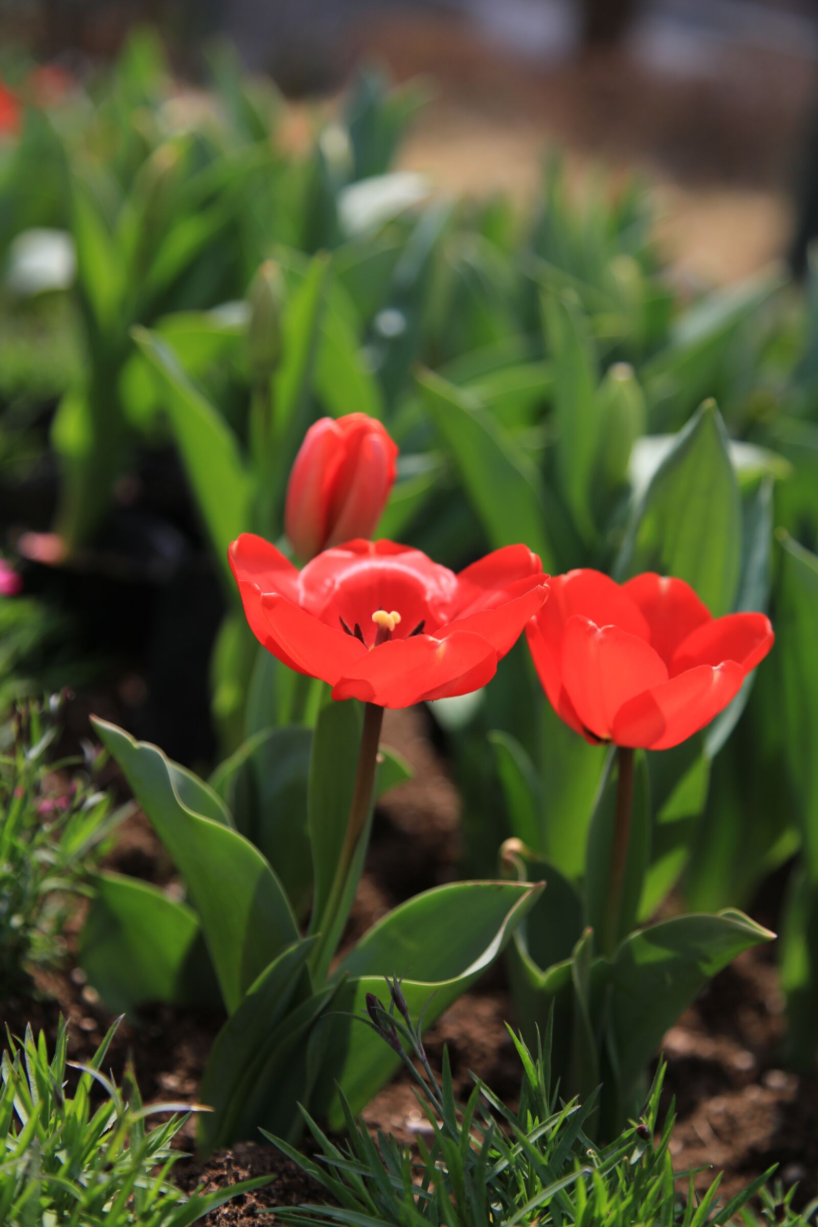 Canon EOS 6D + Canon EF 24-105mm F4L IS USM sample photo. Tulip, flowers, spring photography