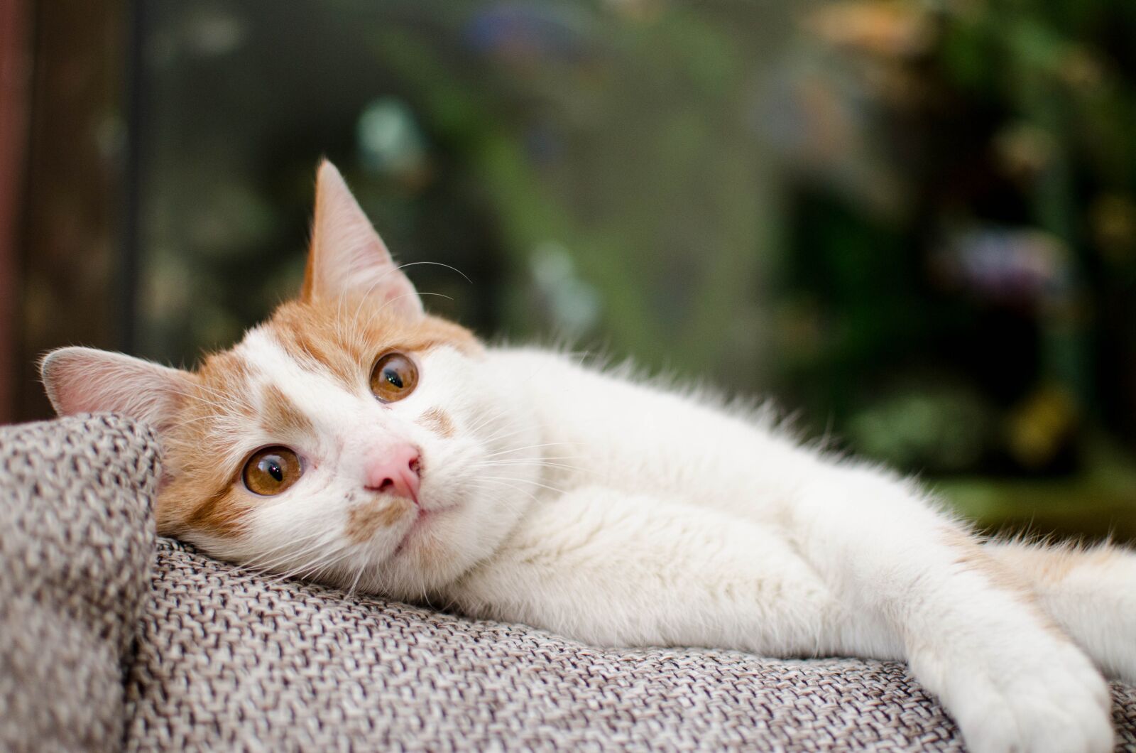 Nikon D7000 sample photo. Cat, kitten, domestic cat photography
