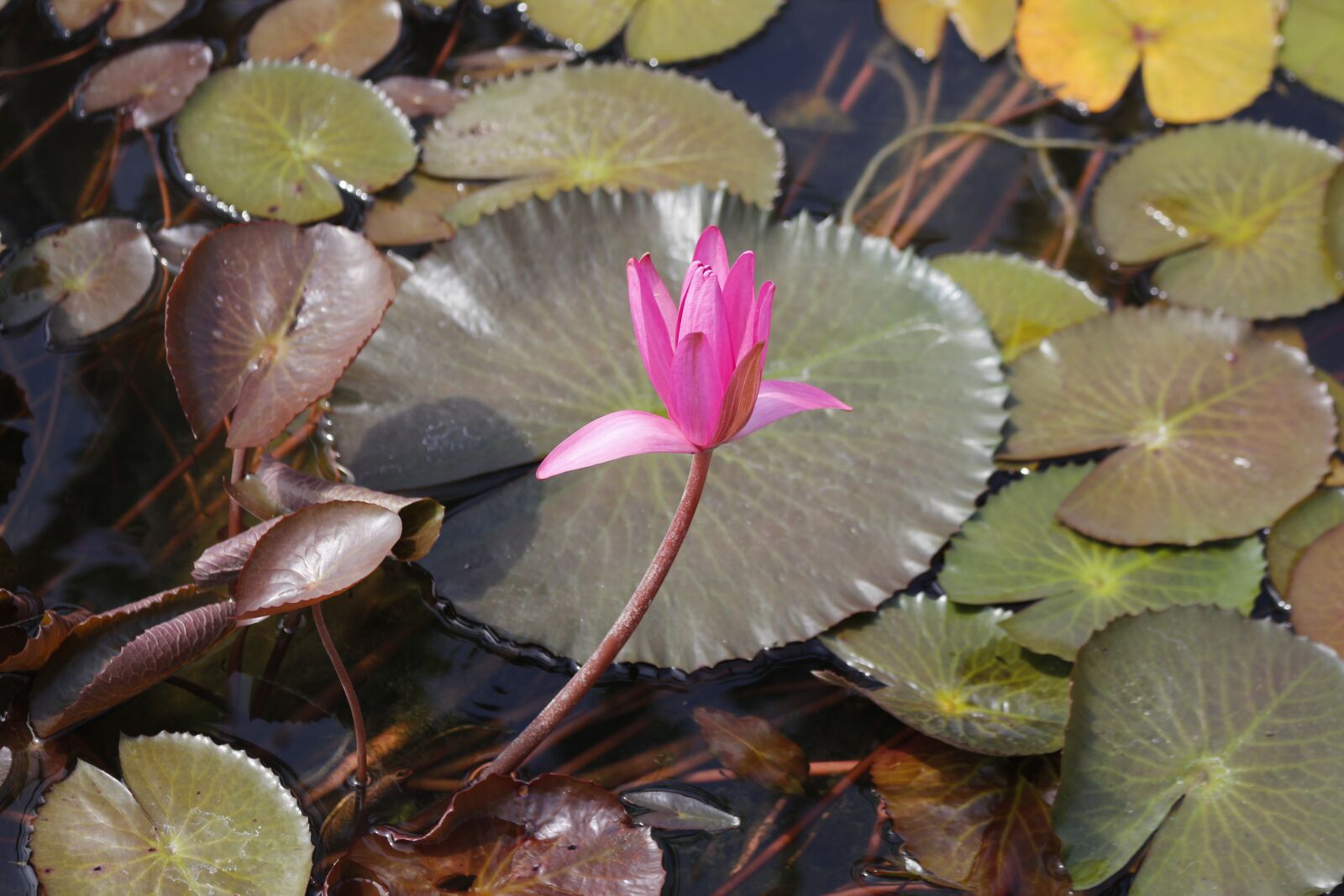 Canon EOS 100D (EOS Rebel SL1 / EOS Kiss X7) sample photo. Water lily, flower, nature photography