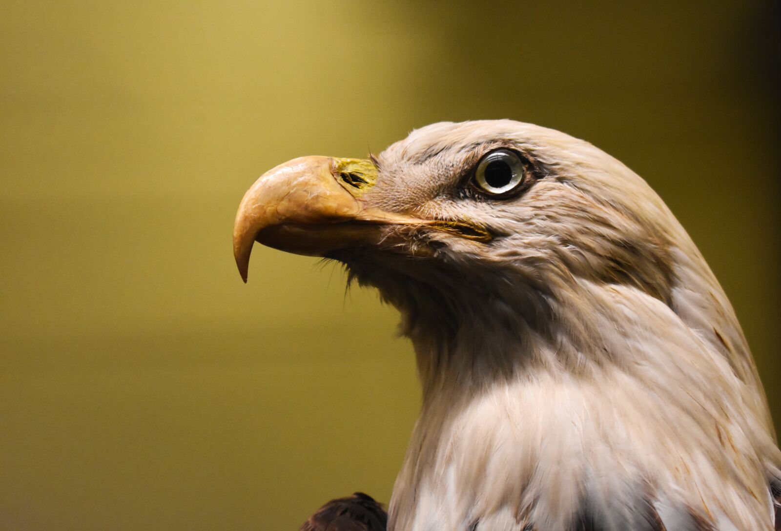 Nikon D3400 sample photo. America, american, animal photography