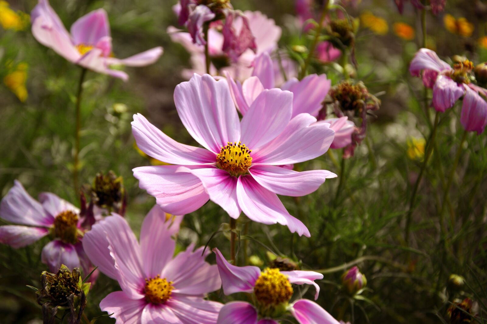 Nikon D3200 sample photo. Cosmee, cosmea, cosmos photography