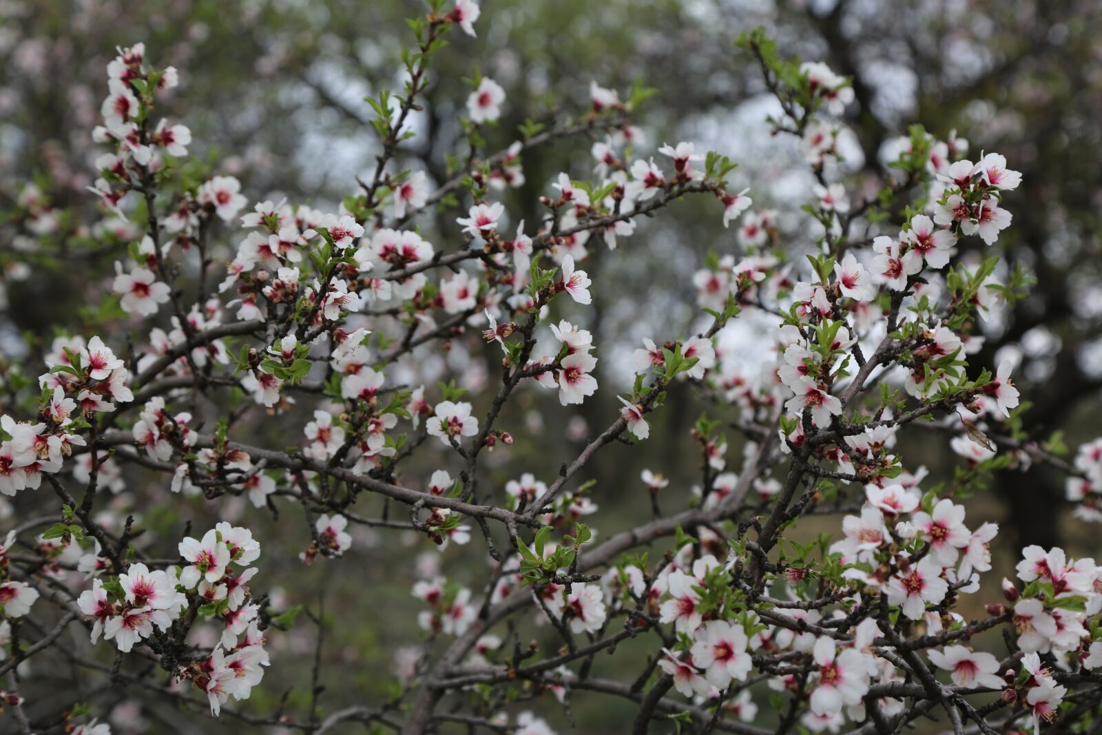Canon EF 24-105mm F4L IS USM sample photo. Flower, tree, almond tree photography
