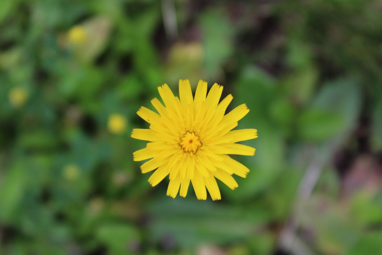 Canon EOS 2000D (EOS Rebel T7 / EOS Kiss X90 / EOS 1500D) sample photo. Flower, yellow, blossom photography