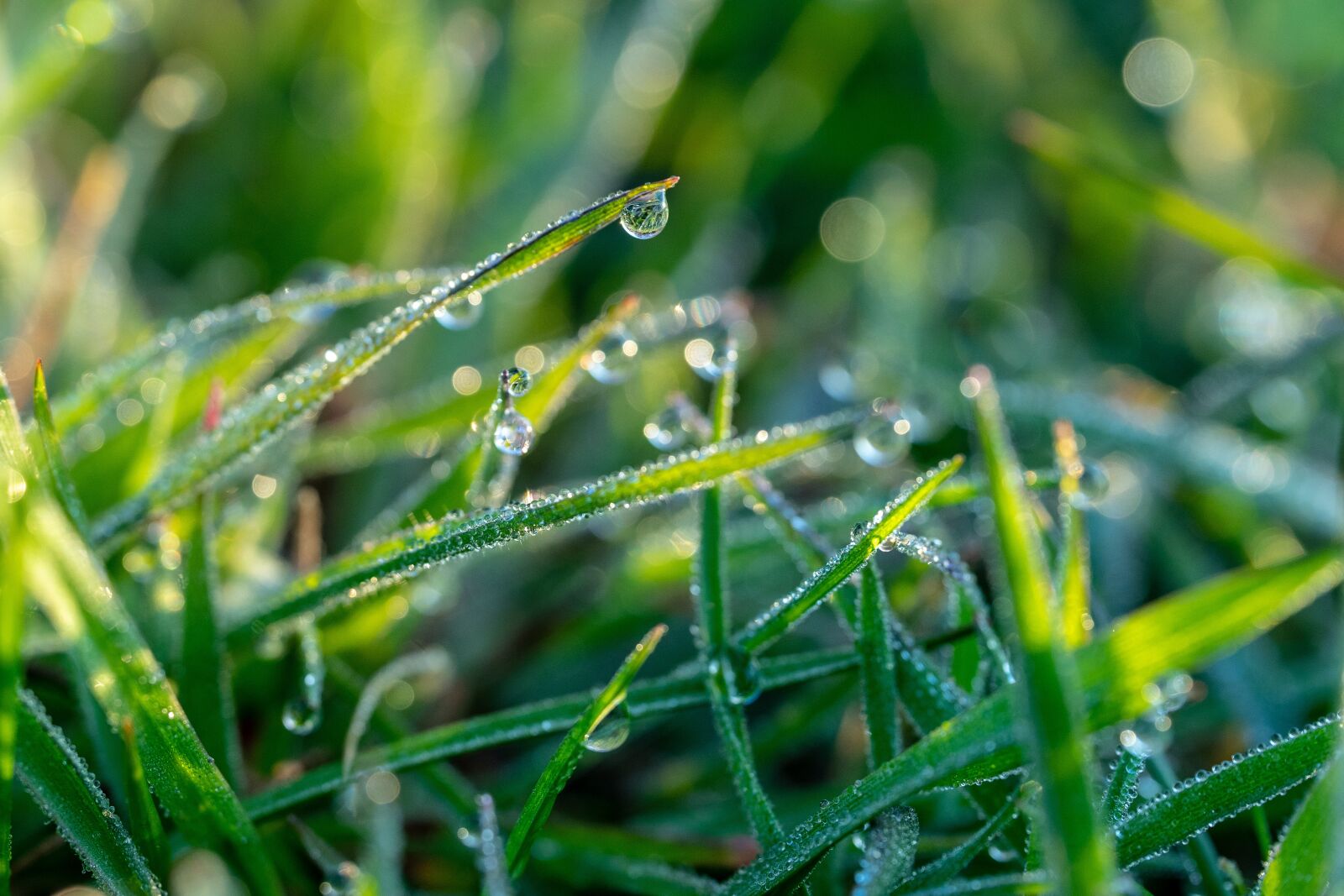 Sigma 70mm F2.8 DG Macro Art sample photo. Spring, morning dew, morning photography