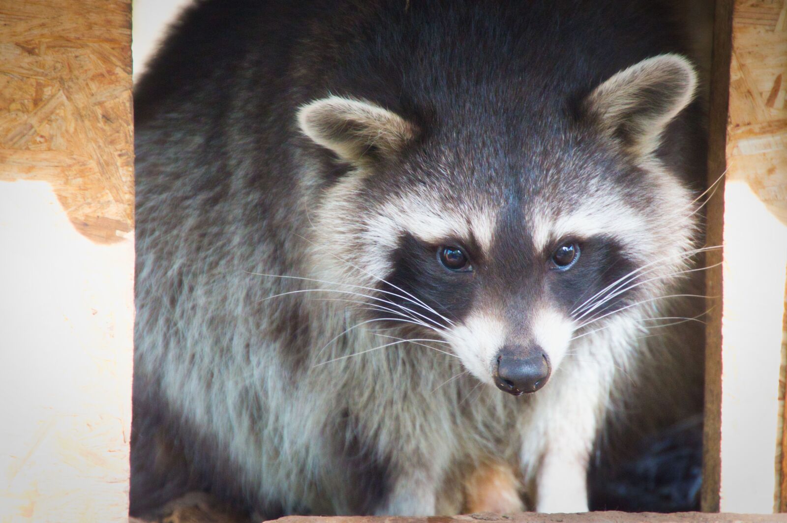 Canon EOS 700D (EOS Rebel T5i / EOS Kiss X7i) sample photo. Raccoon, animal, nature photography
