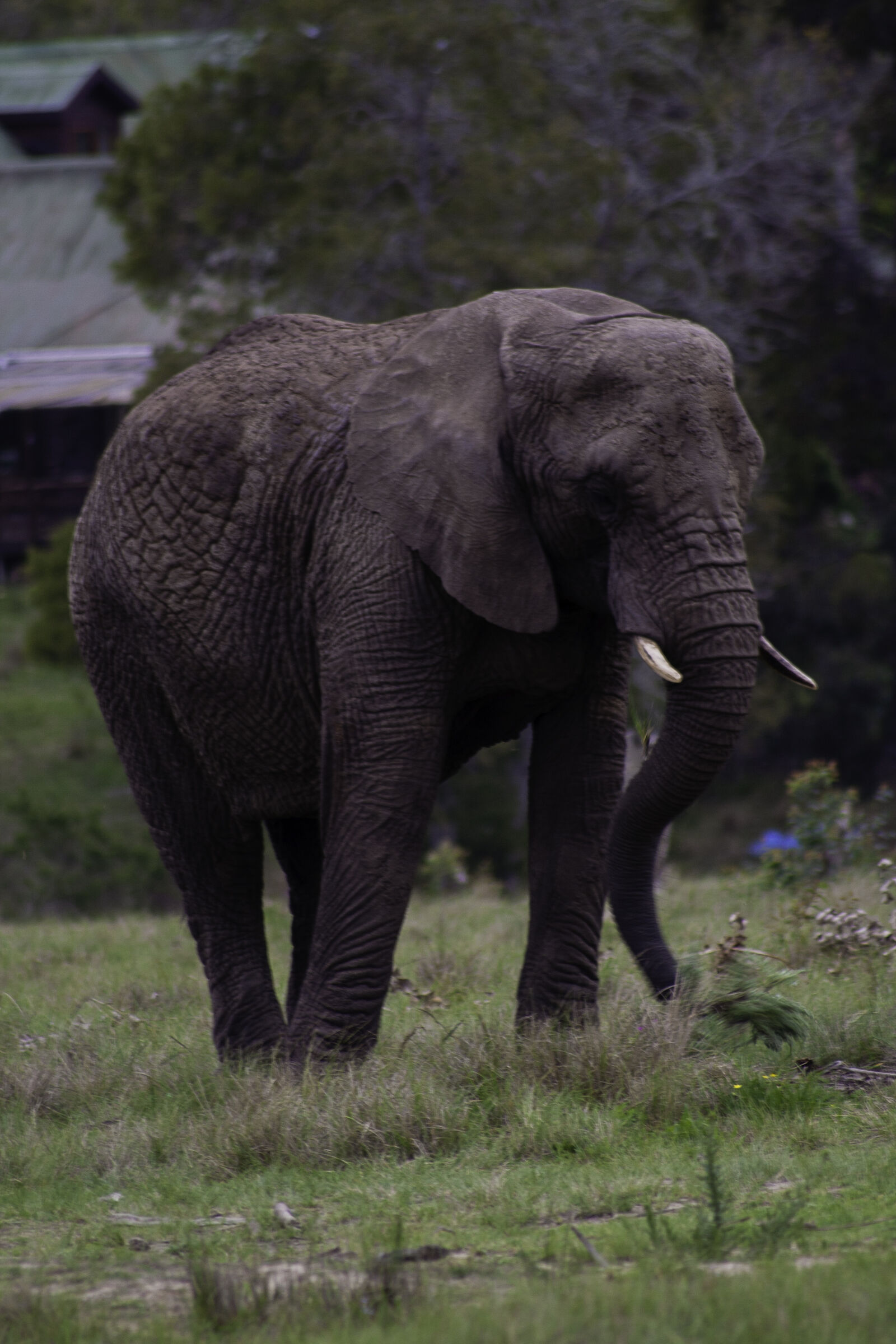Canon EOS 350D (EOS Digital Rebel XT / EOS Kiss Digital N) sample photo. Elephant, elephants, south, africa photography