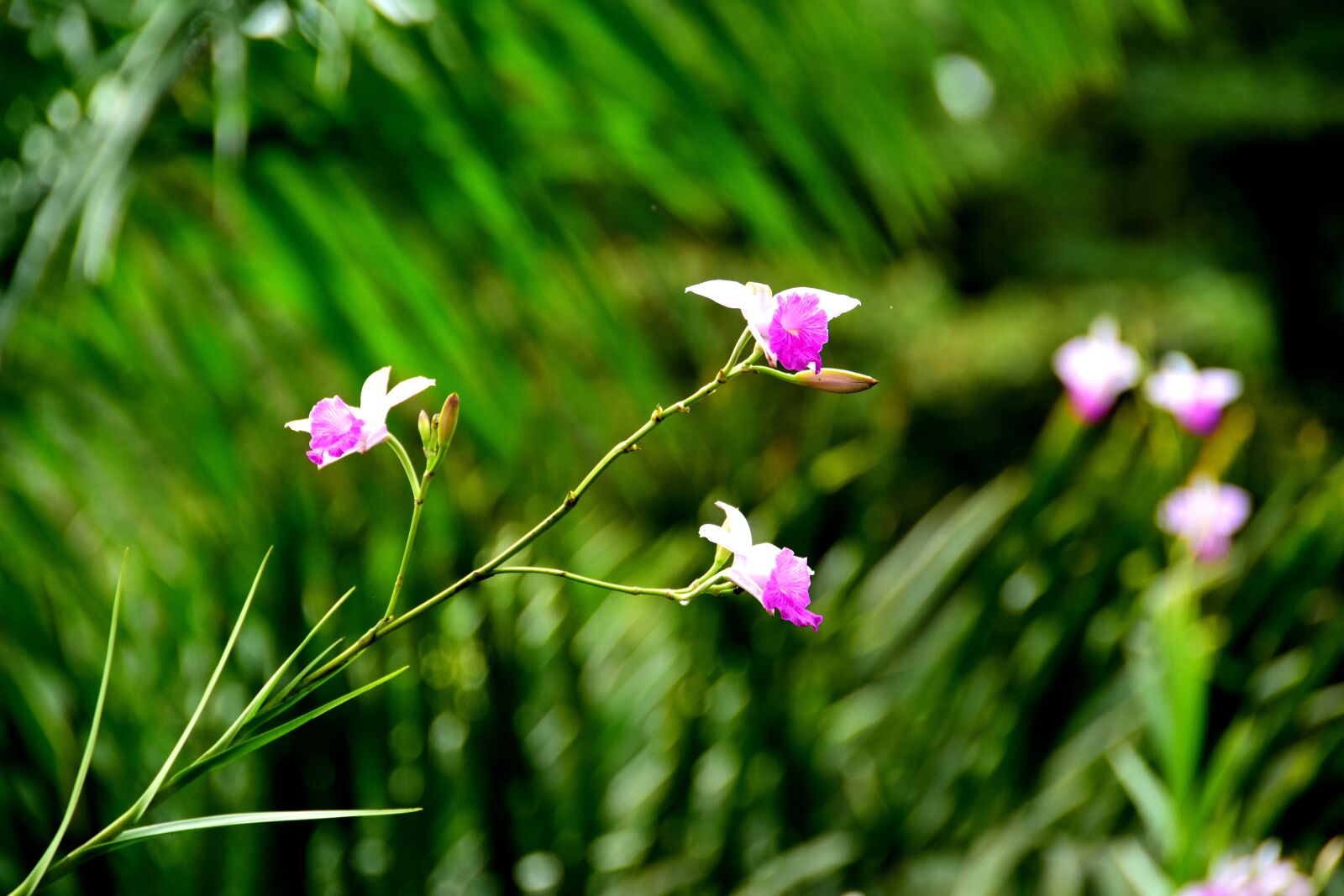 Nikon D3300 sample photo. Wild flowers, flowers, costa photography