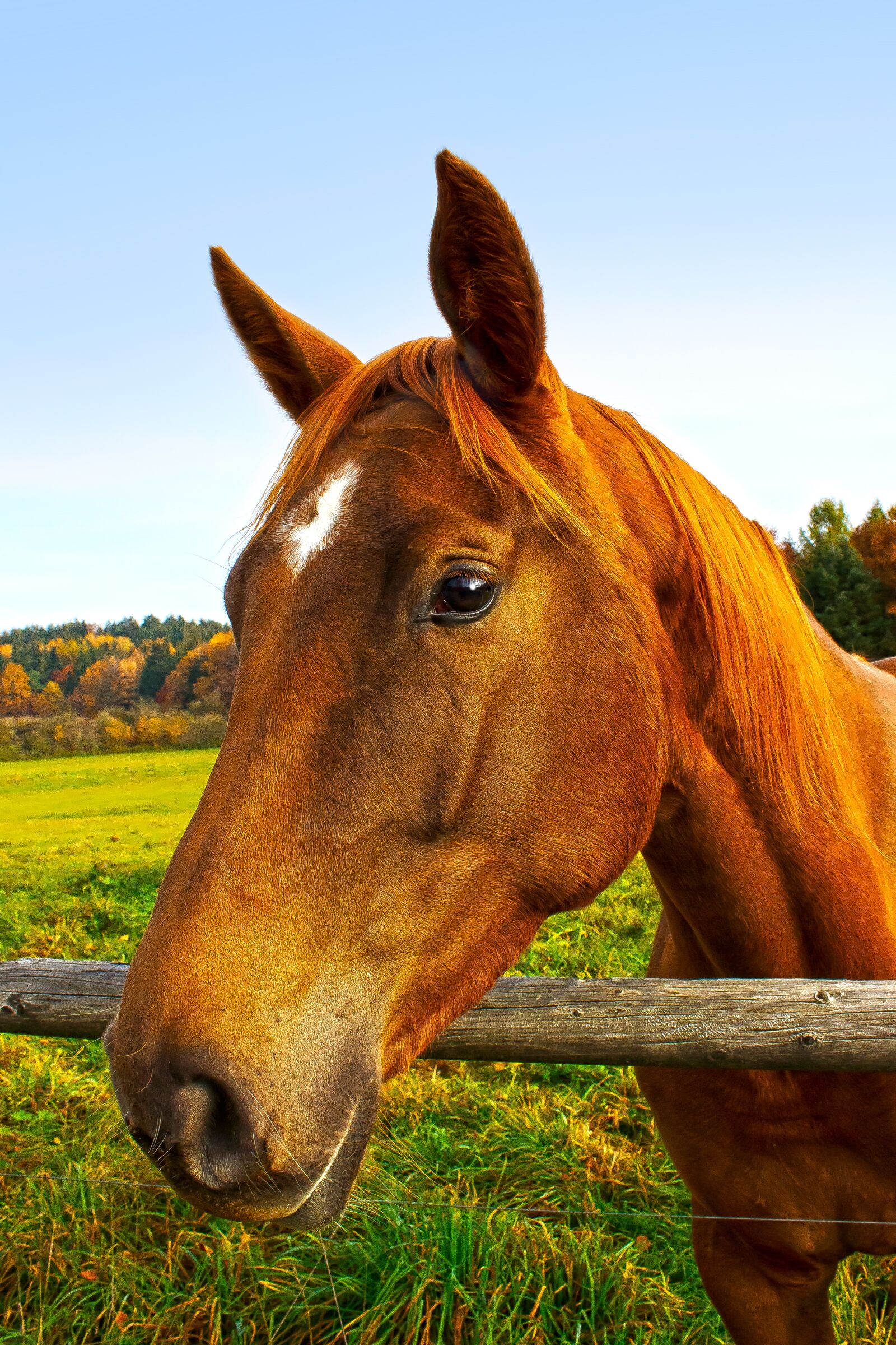 Canon EOS 1300D (EOS Rebel T6 / EOS Kiss X80) sample photo. Horse, brown, fuchs photography