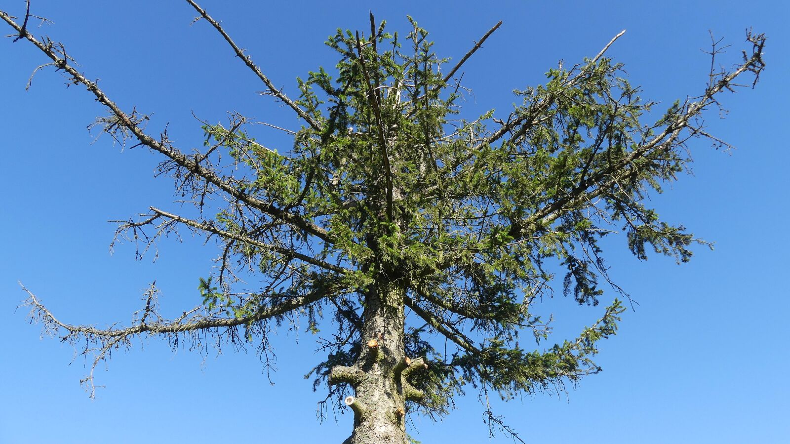 Panasonic Lumix DMC-FZ300 sample photo. Tree, conifer, dying tree photography