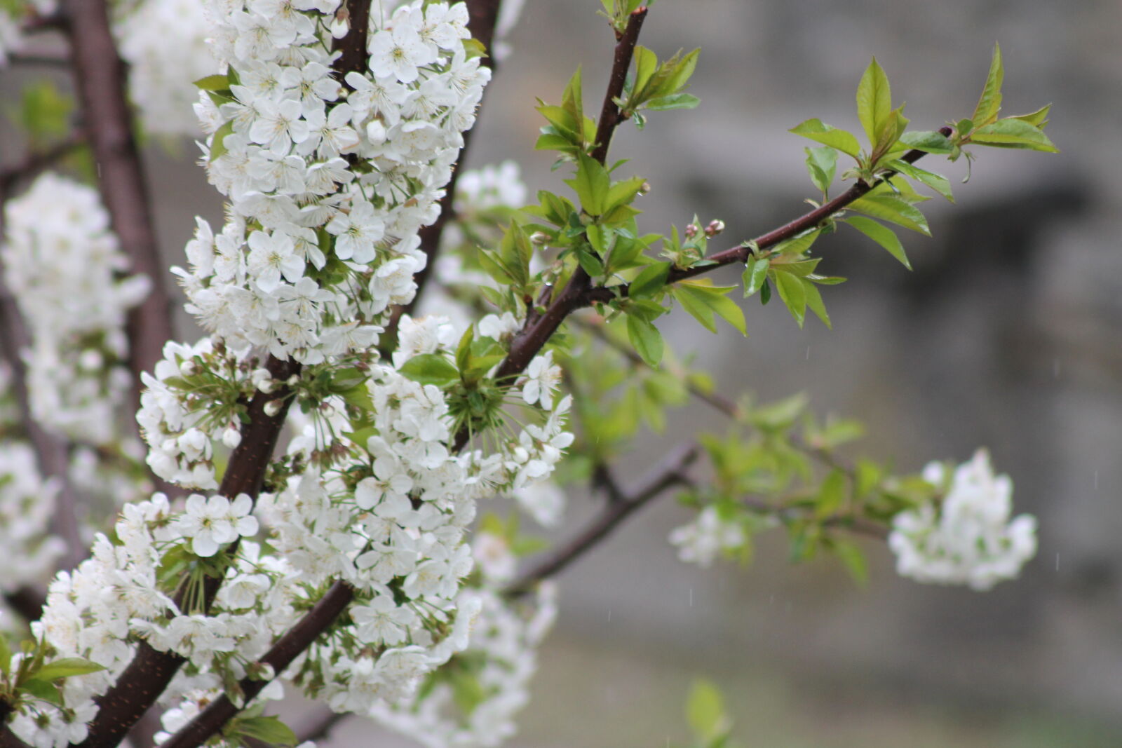 Canon EF 75-300mm f/4-5.6 sample photo. Tree, flowers photography