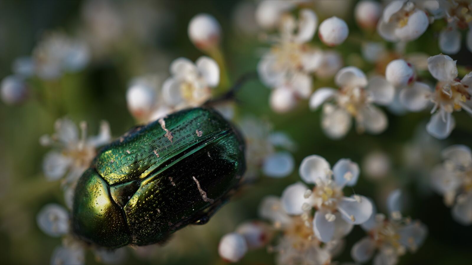 Sony a6000 + Sony E 30mm F3.5 Macro sample photo. Green beetle, large rose photography