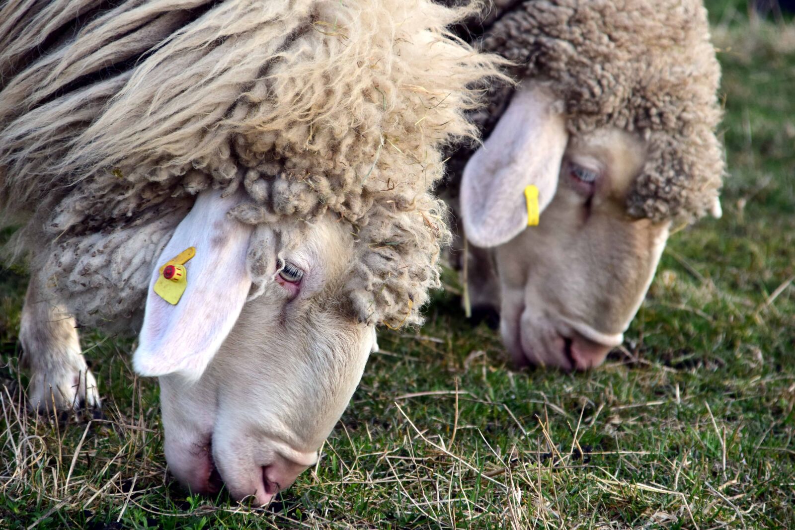 Nikon D3300 sample photo. Sheep, merino sheep, grass photography