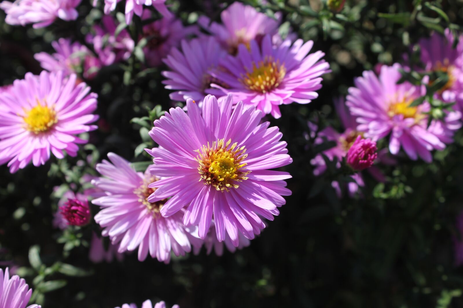 Canon EOS 550D (EOS Rebel T2i / EOS Kiss X4) sample photo. Purple, flower, purple flowers photography