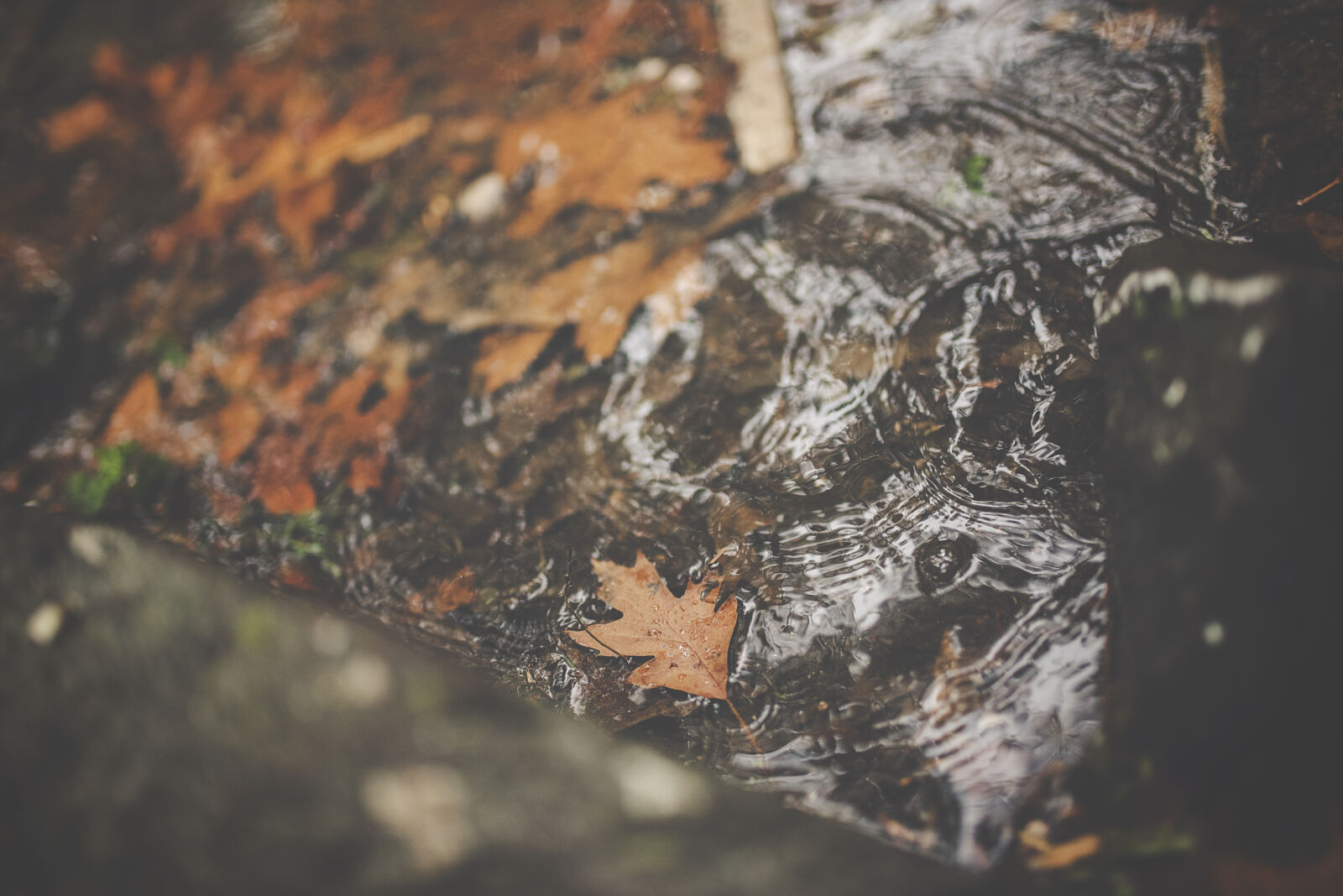 Sigma 35mm F1.4 DG HSM Art sample photo. Maple, leaves, on, water photography