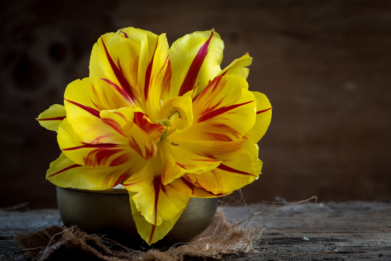 Nikon D750 sample photo. Tulip, flower, red photography