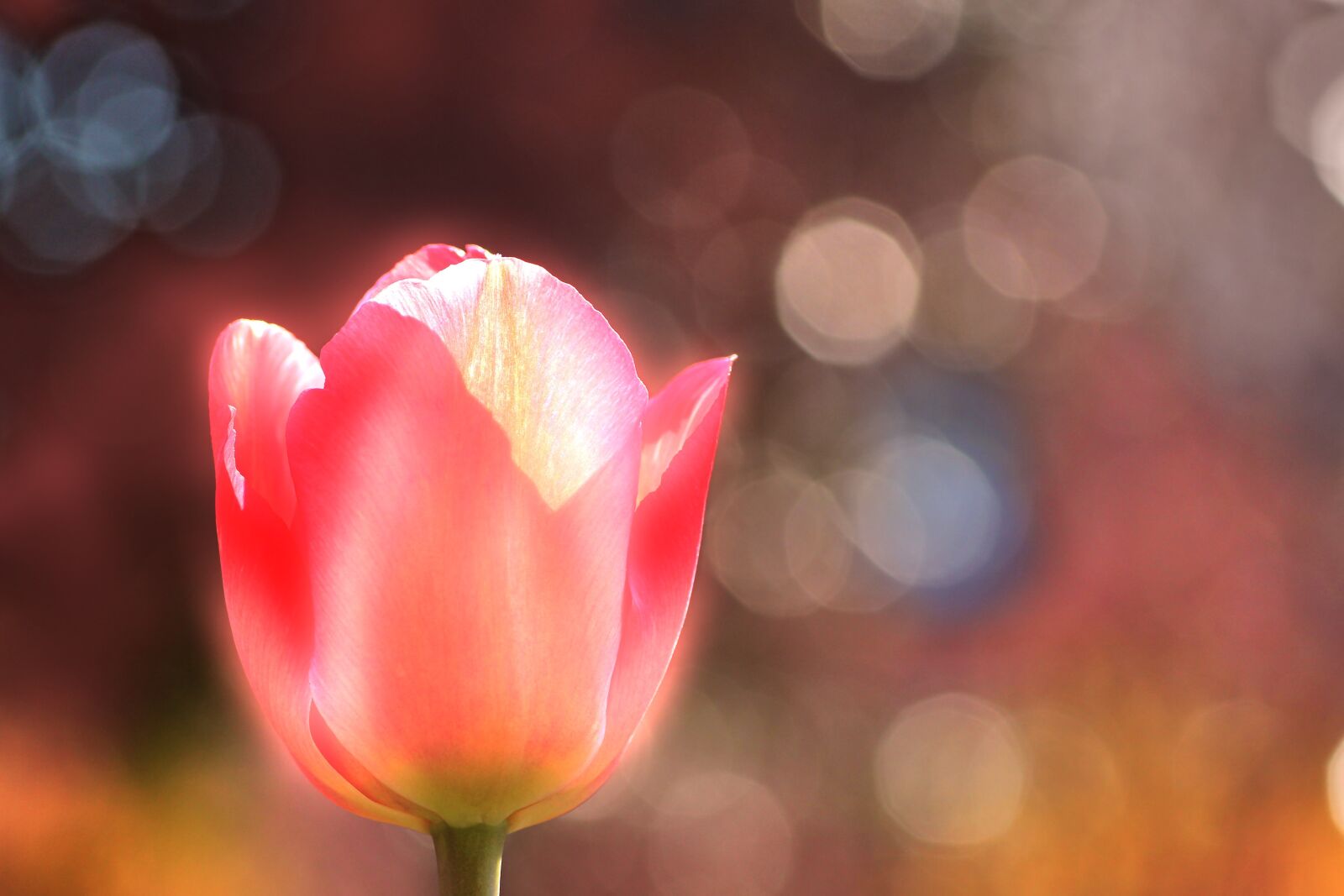 Tamron SP 90mm F2.8 Di VC USD 1:1 Macro sample photo. Tulip, pink, spring photography