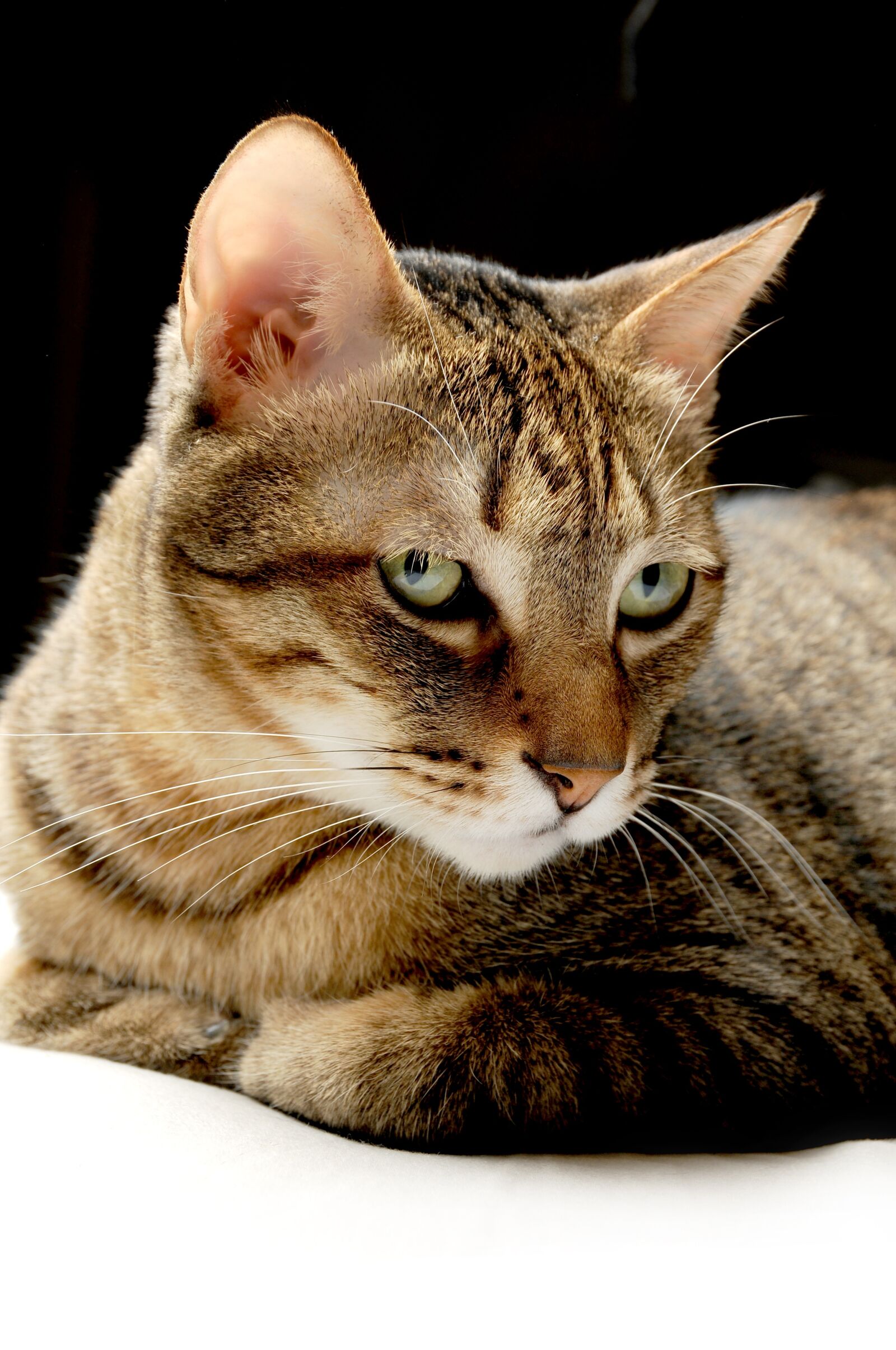 Nikon D300S sample photo. Cat, pet, cat mia photography
