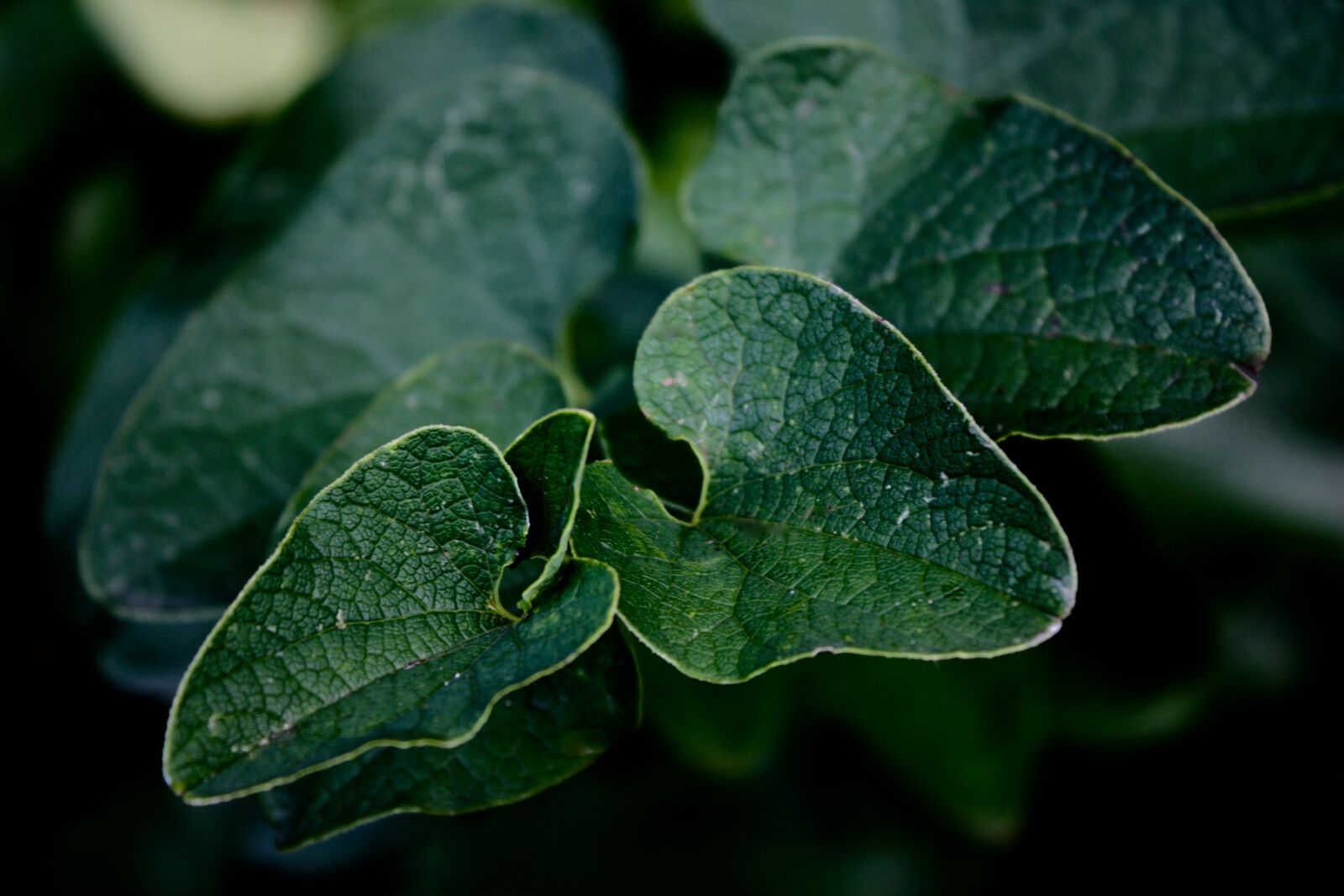 Canon EOS 450D (EOS Rebel XSi / EOS Kiss X2) sample photo. Close-up, green, leaves photography