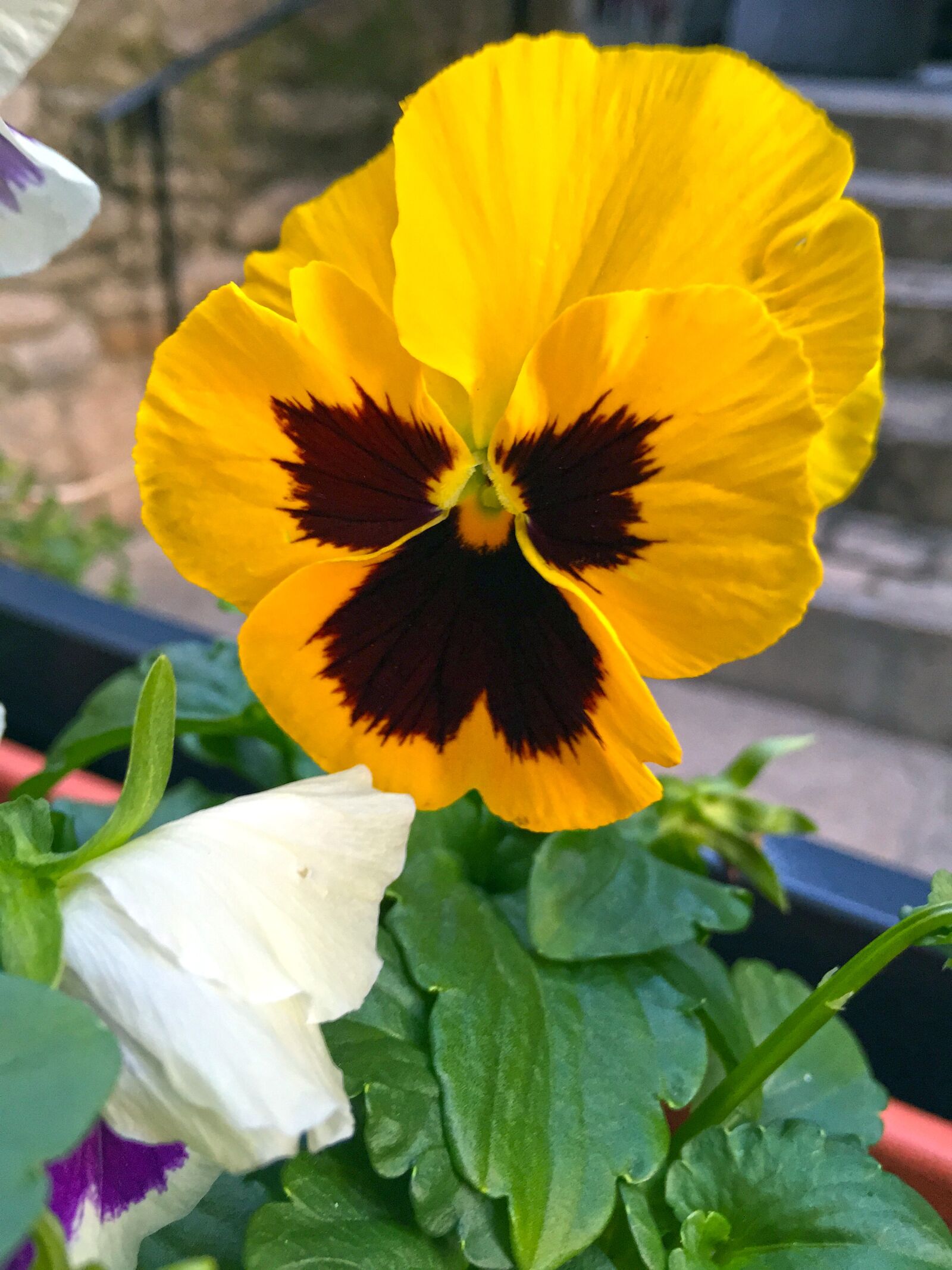 Apple iPhone 6 sample photo. Yellow flower, petunia, nature photography