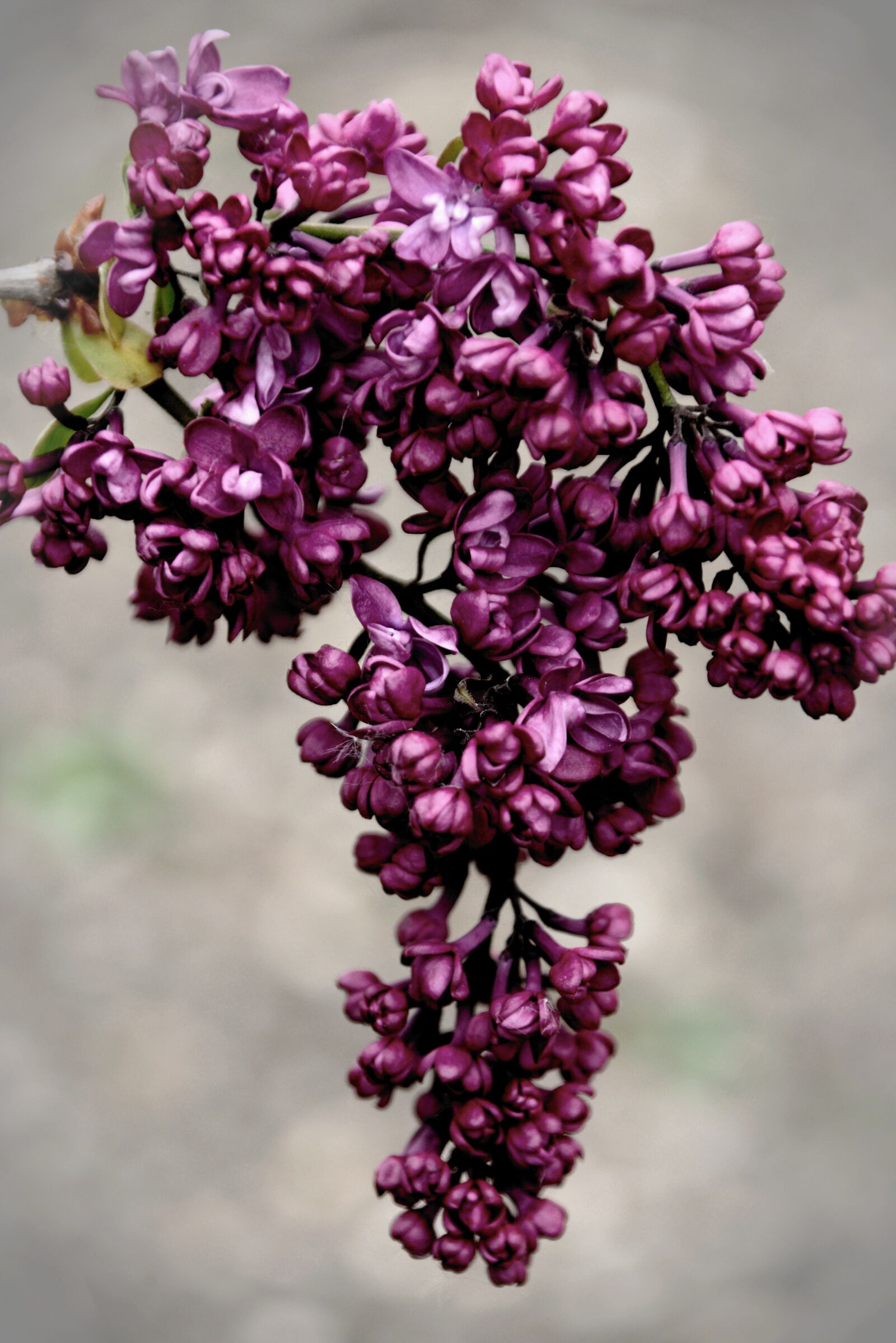 Nikon D610 sample photo. Lilac, lilac tree, fliederblueten photography