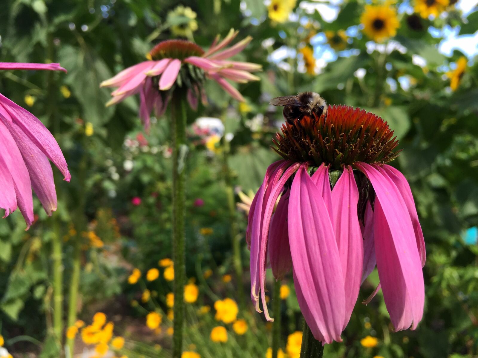 iPhone 6 Plus back camera 4.15mm f/2.2 sample photo. Color morph, male, native photography