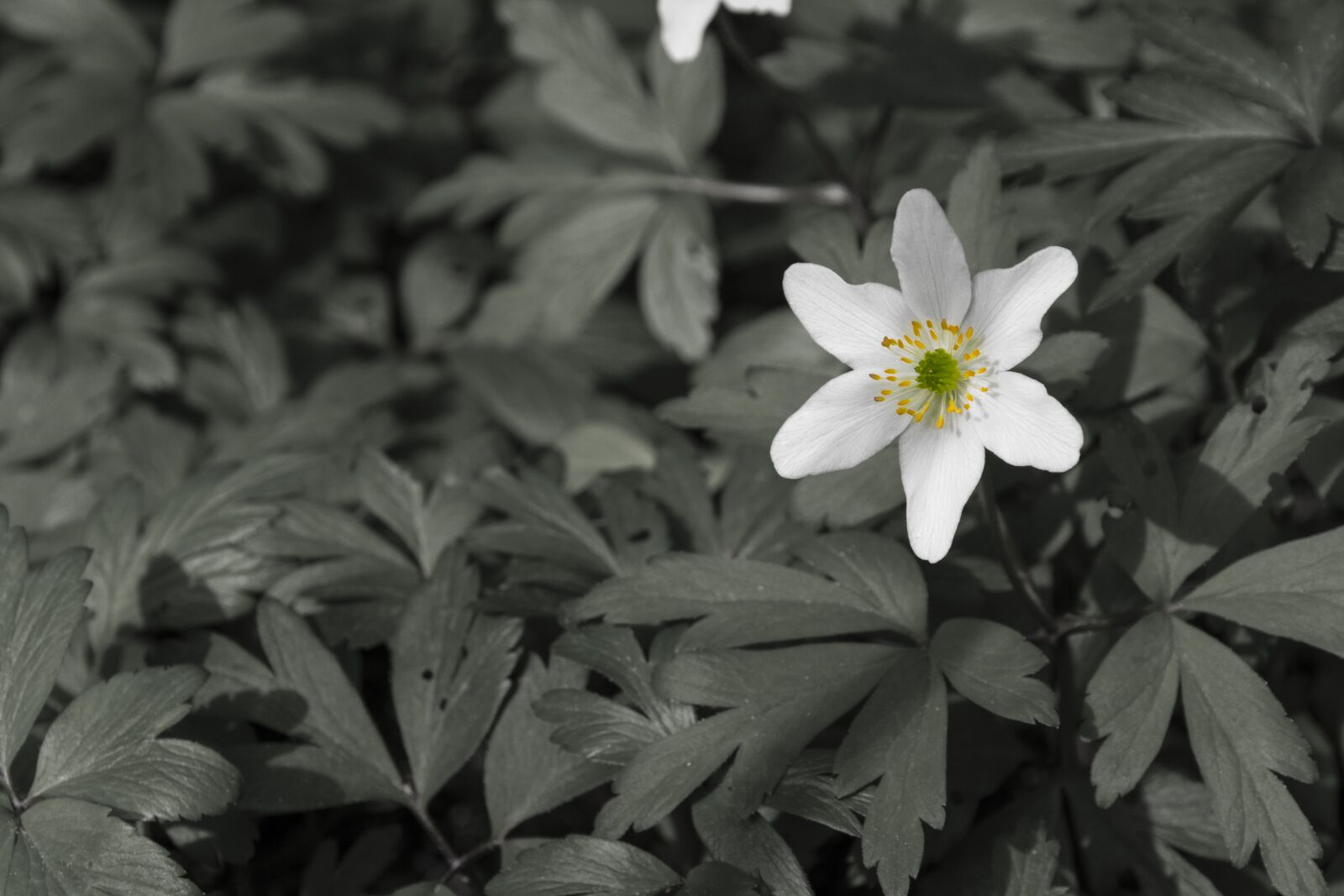 Nikon D7100 sample photo. Flower, flowers, bloom photography