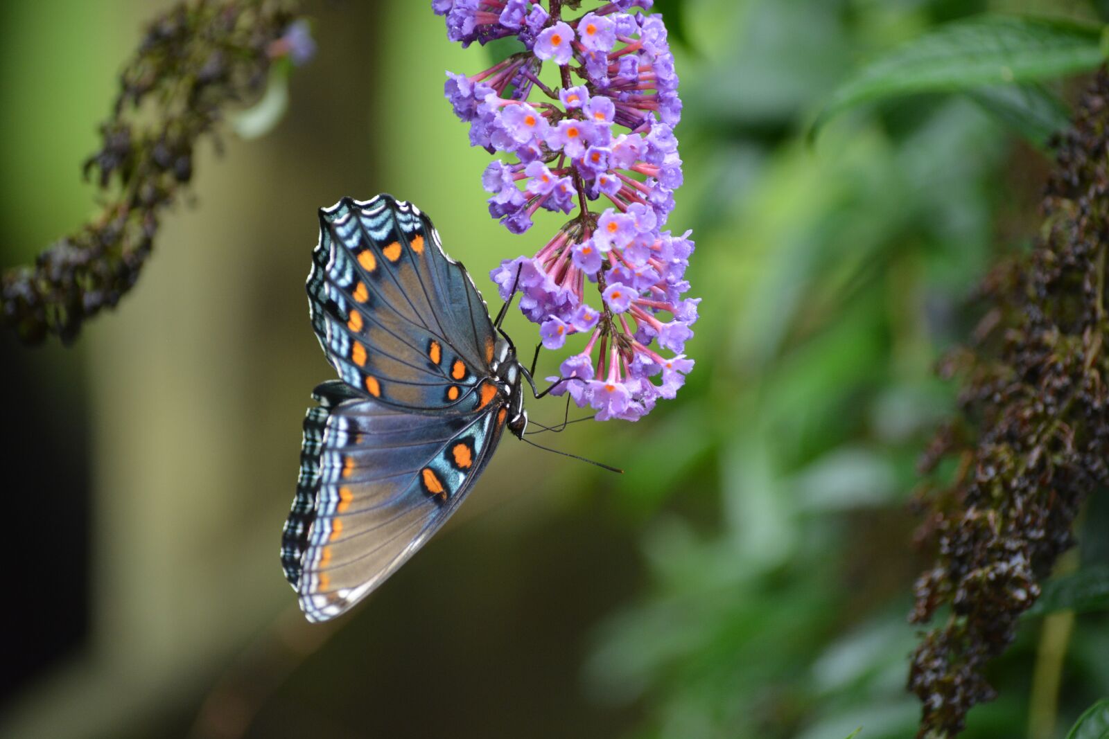 Nikon D5200 sample photo. Butterfly, nature, insect photography