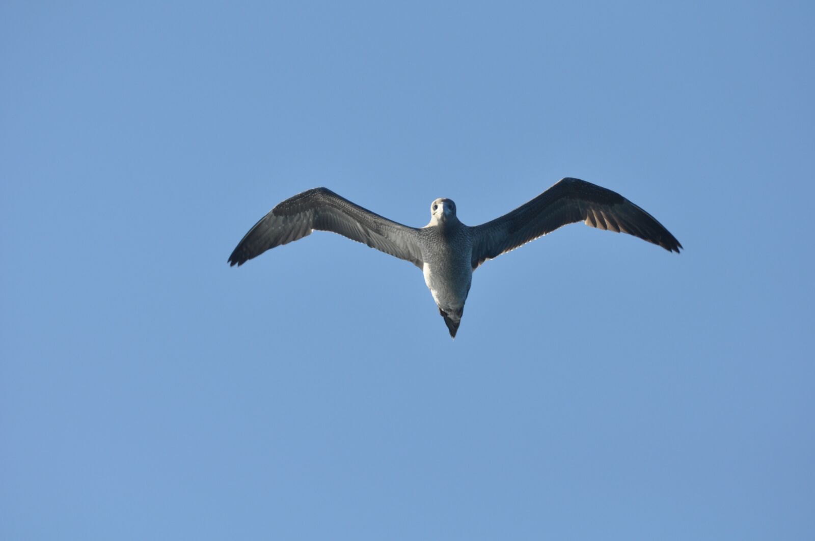 Nikon D90 sample photo. Sea bird, seevogel, northern photography