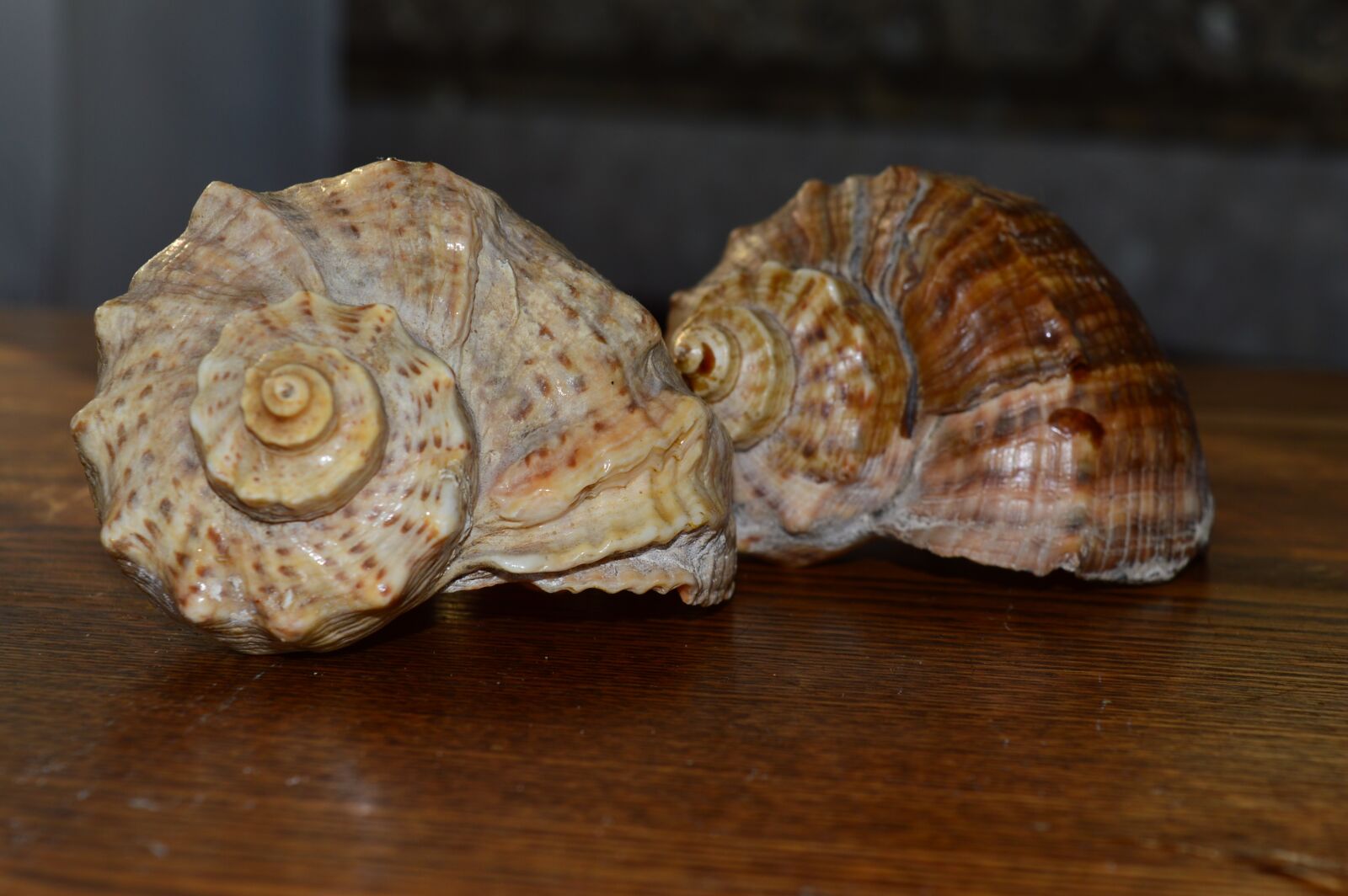 Nikon D3200 sample photo. Sink, sea, shell photography