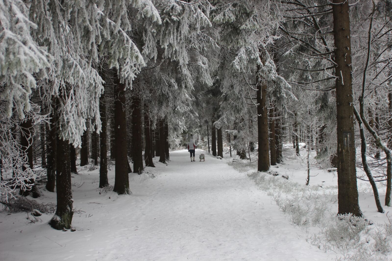 Canon EOS 600D (Rebel EOS T3i / EOS Kiss X5) sample photo. Wintry, winter forest, winter photography