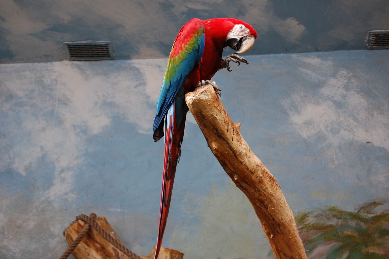 Nikon D40 sample photo. Parrot, bird, zoo photography
