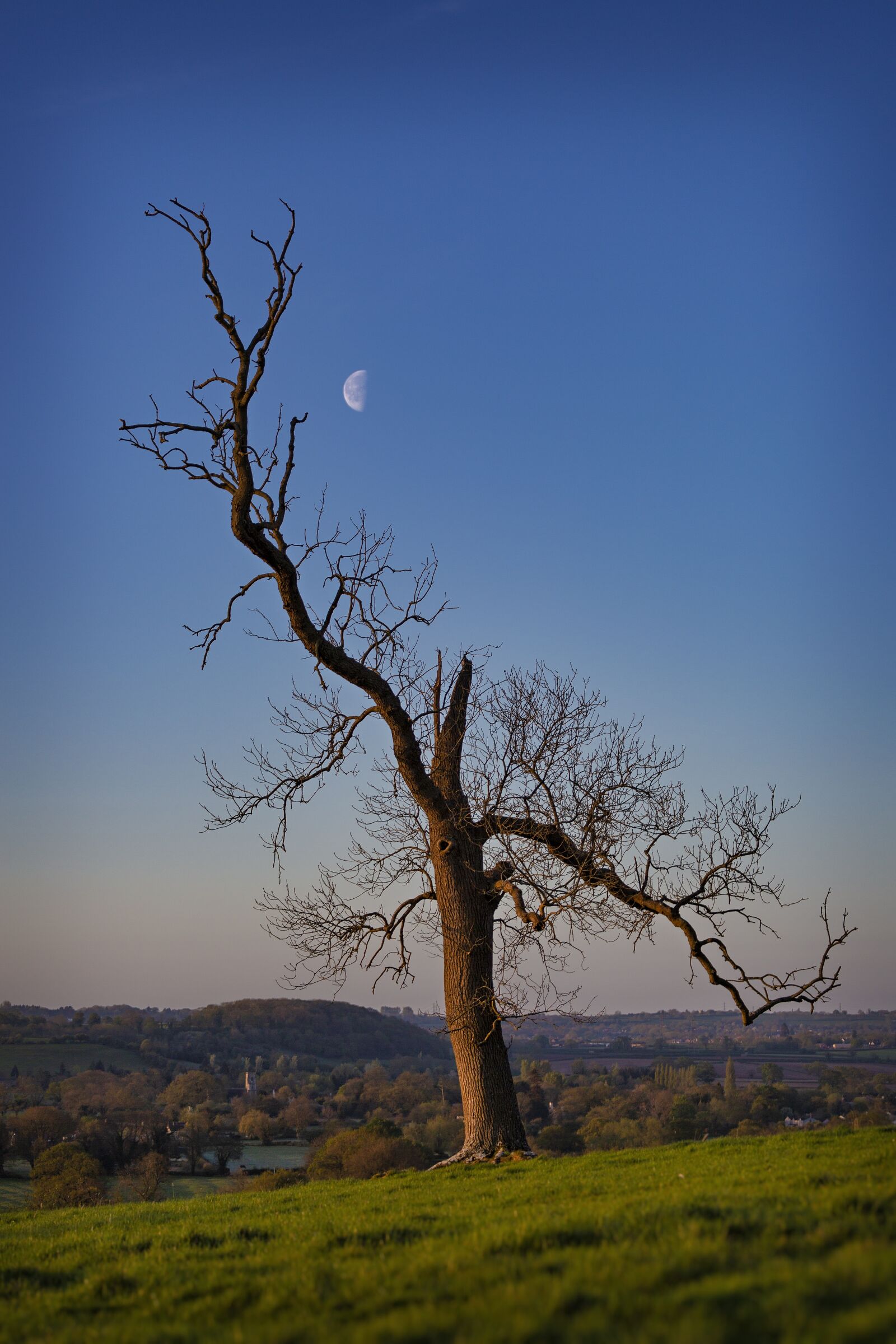 Canon EOS 5D Mark III + Canon EF 70-200mm F4L IS USM sample photo. Moon, morning, tree photography