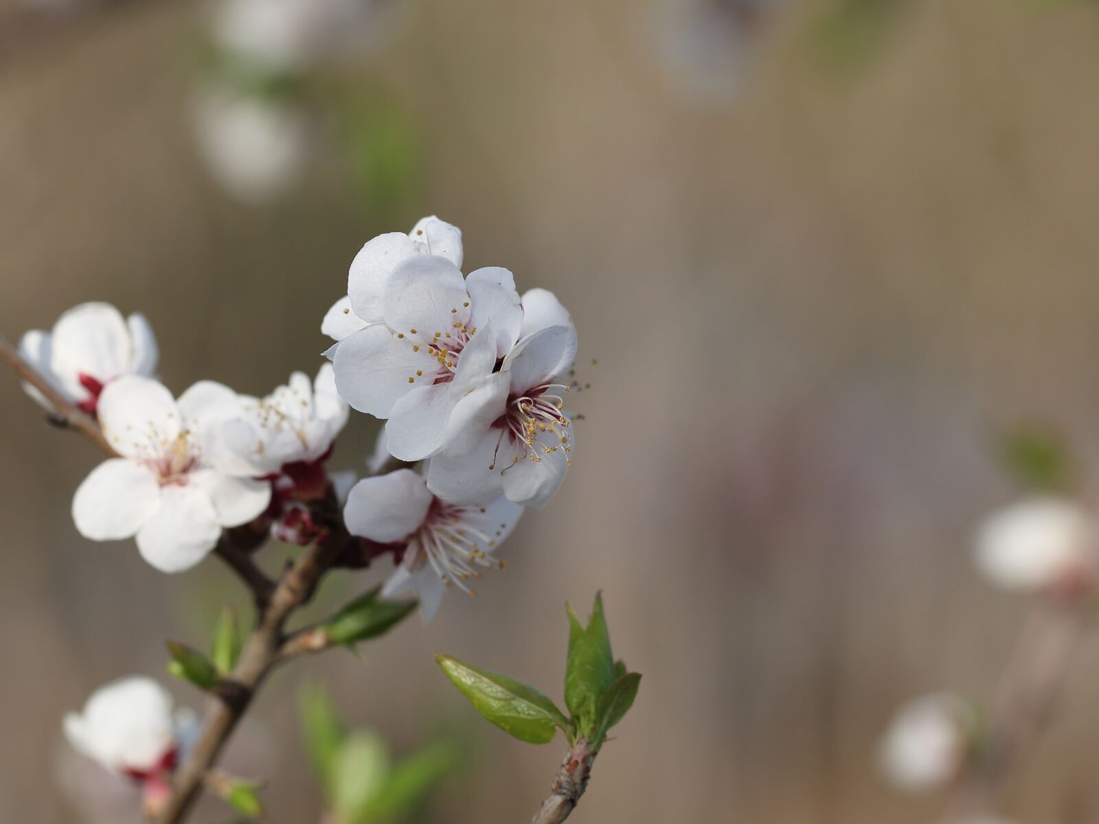 Canon EF 100mm F2.8L Macro IS USM sample photo. Nature, flower, plant photography