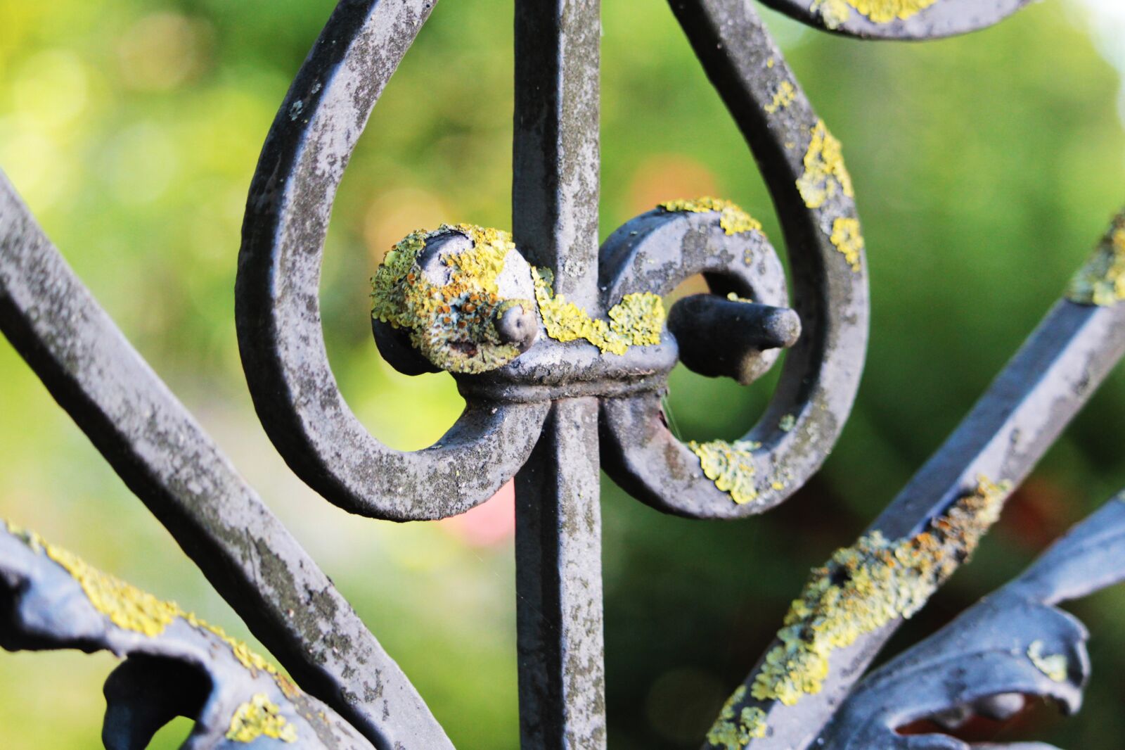 Canon EOS 1300D (EOS Rebel T6 / EOS Kiss X80) sample photo. Garden fence, blacksmithing, wrought photography