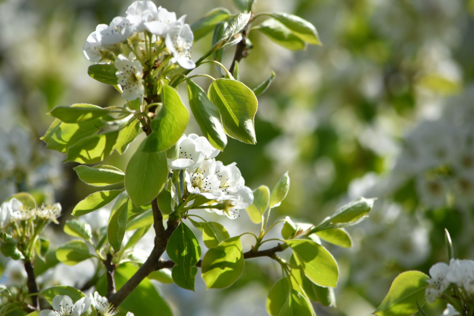 Nikon D5500 sample photo. Pear blossom, spring, summer photography