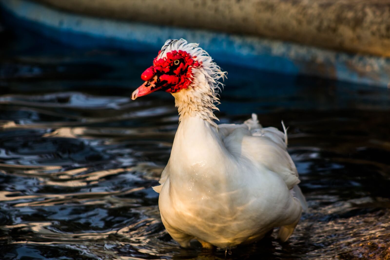 Canon EOS 600D (Rebel EOS T3i / EOS Kiss X5) sample photo. Duck, bird, animal photography