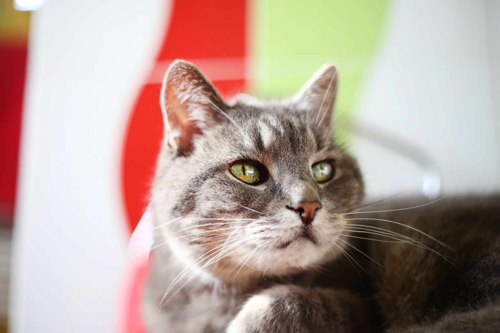 Canon EOS 6D sample photo. Cat, eyes, animal photography