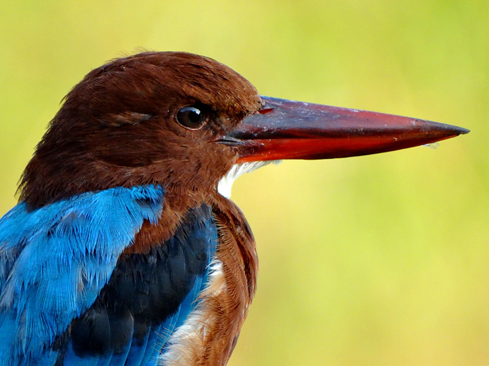 Sony Cyber-shot DSC-HX300 sample photo. Bird, kingfisher, nature photography