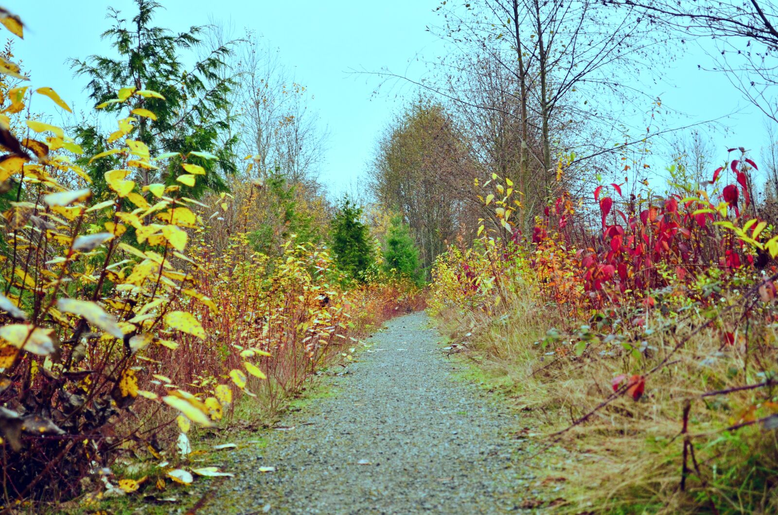 Nikon D5100 sample photo. Pathway, trail, colorful photography