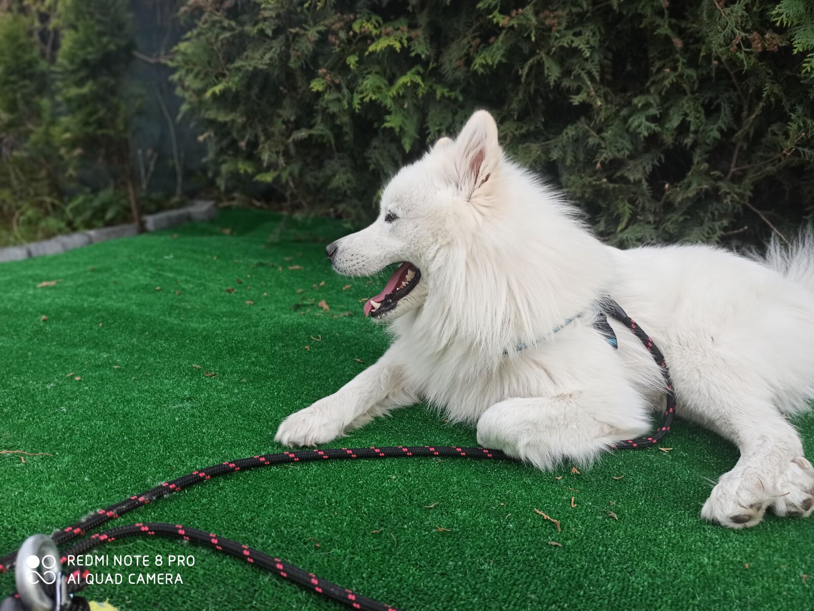 Xiaomi Redmi Note 8 Pro sample photo. Dog samoyed, samoyed, dog photography