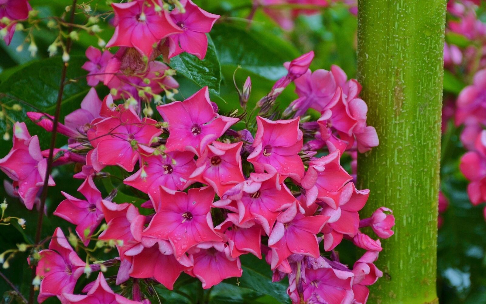 Nikon D7000 sample photo. Flower, floral, nature photography