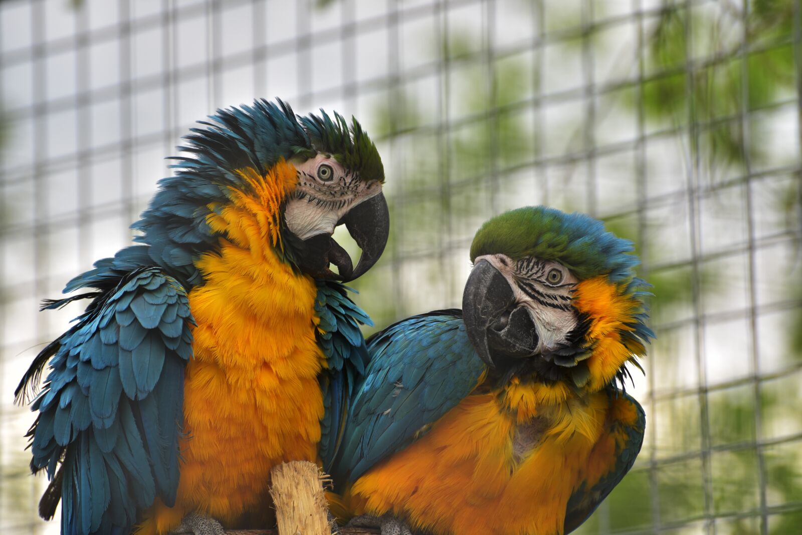 Nikon D750 sample photo. Ara, bird, parrot photography