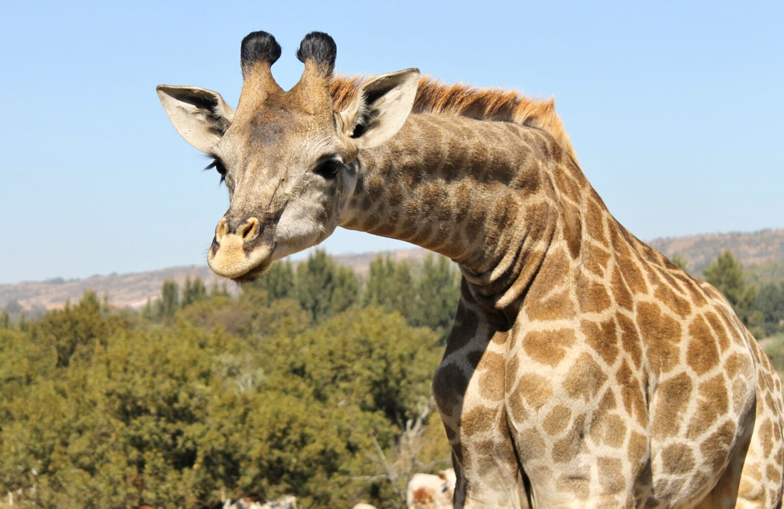 Canon EOS 1100D (EOS Rebel T3 / EOS Kiss X50) sample photo. Giraffe, inquisitive, curious photography