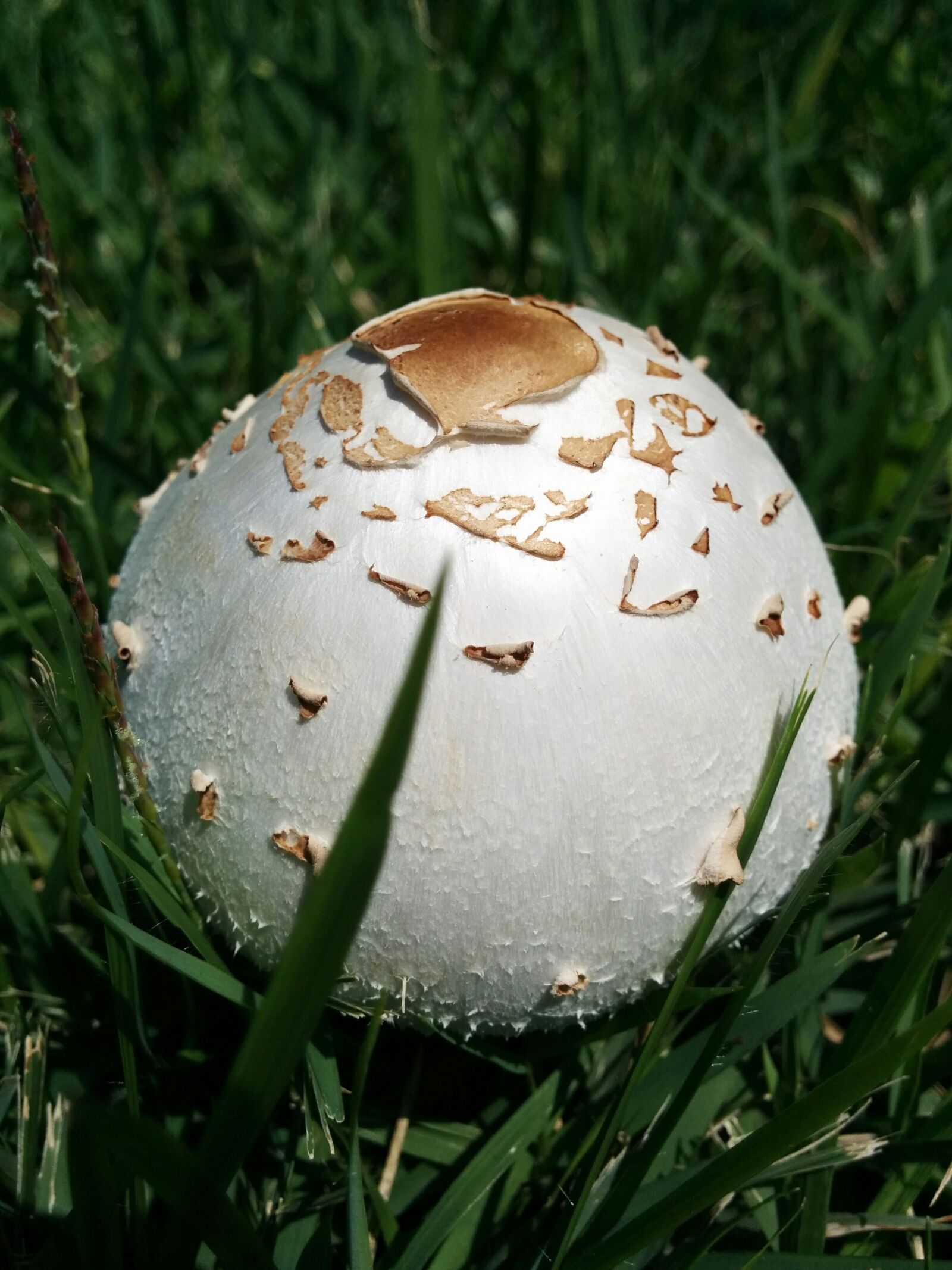 LG Nexus 5 sample photo. Mushroom, garden, grass photography