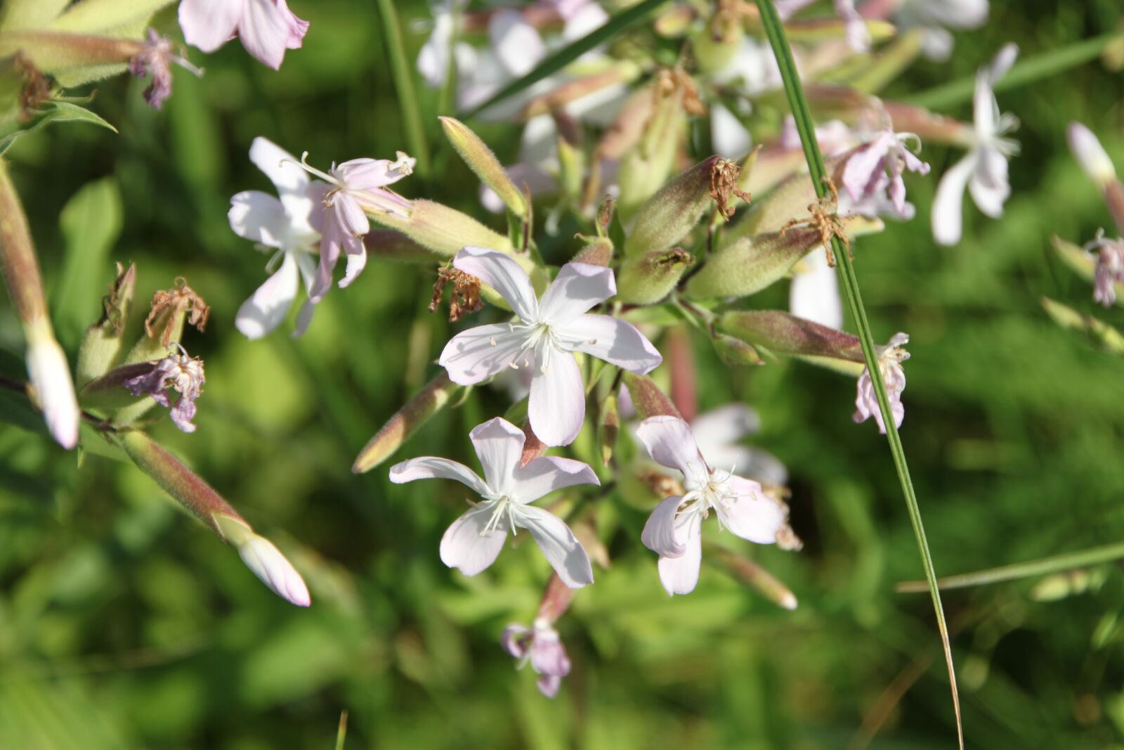 Canon EOS 500D (EOS Rebel T1i / EOS Kiss X3) sample photo. Common, flowers, officinalis photography