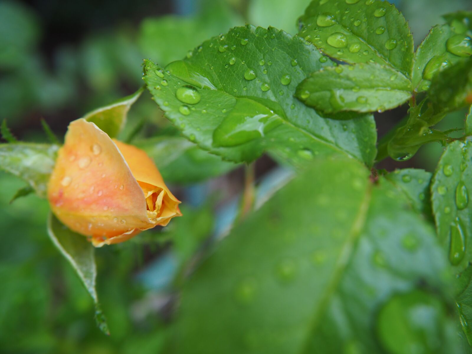 Olympus OM-D E-M10 sample photo. Rose, bud, garden photography