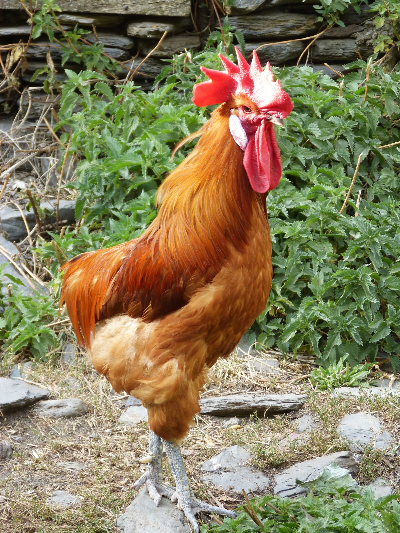 Panasonic DMC-FZ62 sample photo. Gallo, poultry, chicken photography