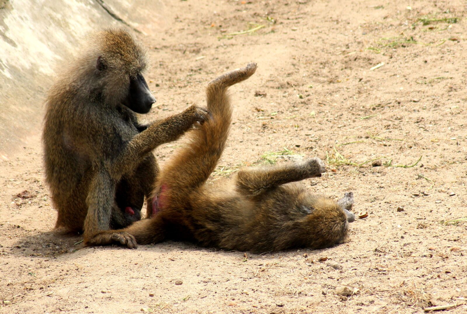 Canon EOS 1200D (EOS Rebel T5 / EOS Kiss X70 / EOS Hi) sample photo. Monkeys, monkey, baboon photography