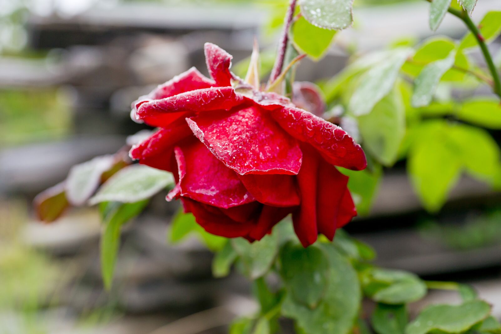 Sony Alpha DSLR-A850 sample photo. Leann, flower, rose photography