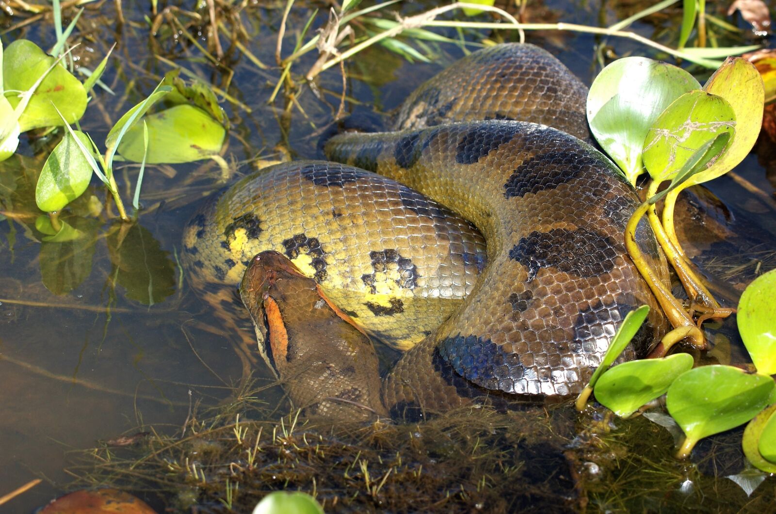 Nikon D70s sample photo. Anaconda, snake, reptile photography